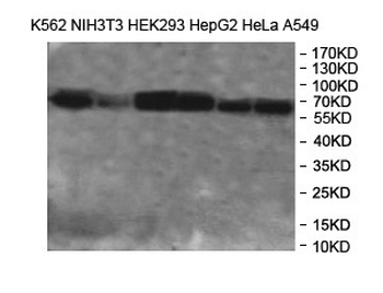 NARS Rabbit Polyclonal Antibody