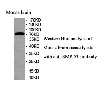 SMPD3 Rabbit Polyclonal Antibody