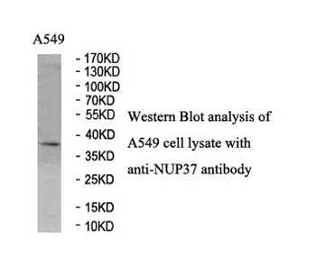 NUP37 Rabbit Polyclonal Antibody