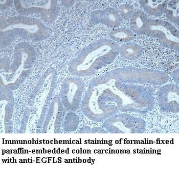 EGFL8 Rabbit Polyclonal Antibody