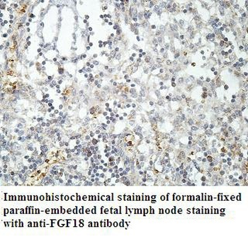 FGF18 Rabbit Polyclonal Antibody