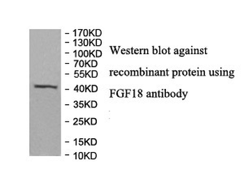 FGF18 Rabbit Polyclonal Antibody
