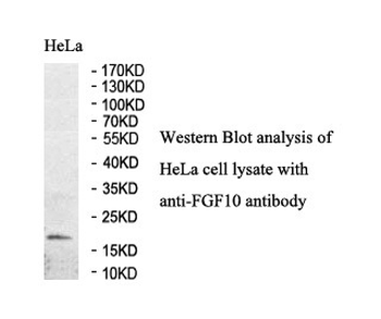 FGF10 Rabbit Polyclonal Antibody