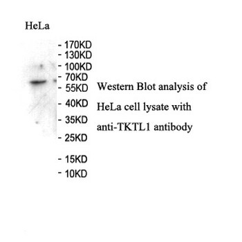 TKTL1 Rabbit Polyclonal Antibody