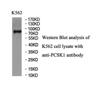 PCSK1 Rabbit Polyclonal Antibody