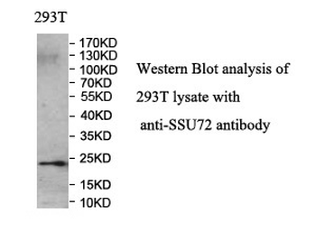 SSU72 Rabbit Polyclonal Antibody