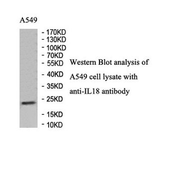 IL18 Rabbit Polyclonal Antibody