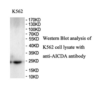 AICDA Rabbit Polyclonal Antibody