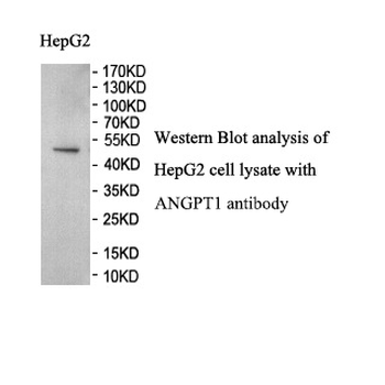 ANG1 Rabbit Polyclonal Antibody
