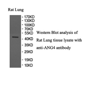 ANG4 Rabbit Polyclonal Antibody