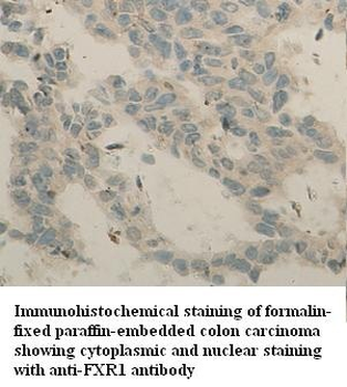 FXR1 Rabbit Polyclonal Antibody