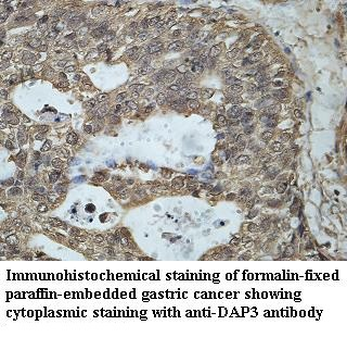 DAP3 Rabbit Polyclonal Antibody