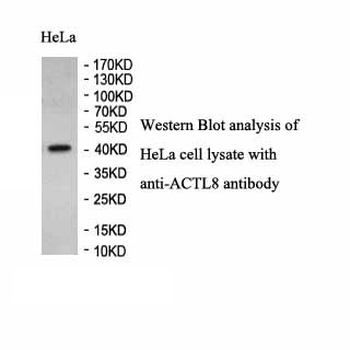 ACTL8 Rabbit Polyclonal Antibody