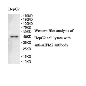 AIFM2 Rabbit Polyclonal Antibody