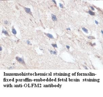 OLFM2 Rabbit Polyclonal Antibody
