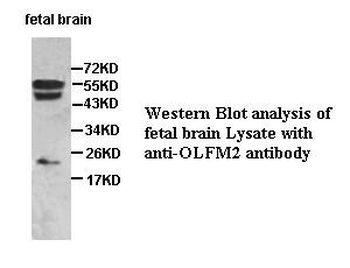 OLFM2 Rabbit Polyclonal Antibody