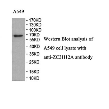 ZC3H12A Rabbit Polyclonal Antibody
