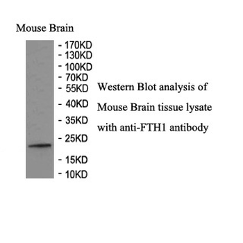 FTH1 Rabbit Polyclonal Antibody