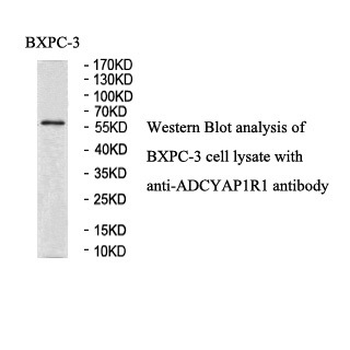 ADCYAP1R1 Rabbit Polyclonal Antibody