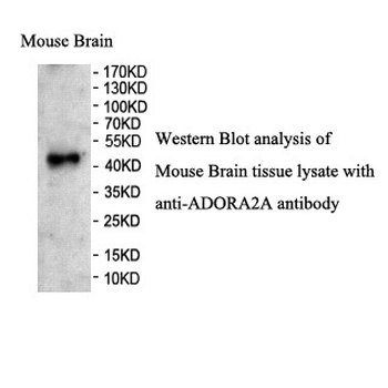 ADORA2A Rabbit Polyclonal Antibody