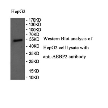 AEBP2 Rabbit Polyclonal Antibody