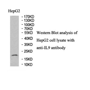 IL9 Rabbit Polyclonal Antibody