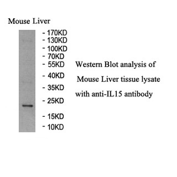 IL15 Rabbit Polyclonal Antibody