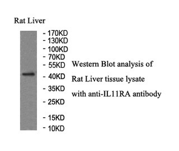 IL11RA Rabbit Polyclonal Antibody