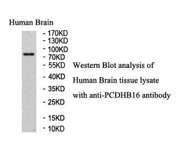 PCDHB16 Rabbit Polyclonal Antibody