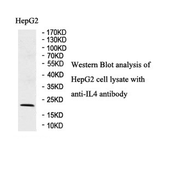 IL4 Rabbit Polyclonal Antibody