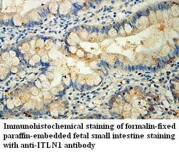 ITLN1 Rabbit Polyclonal Antibody