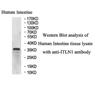 ITLN1 Rabbit Polyclonal Antibody