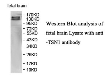 ITSN1 Rabbit Polyclonal Antibody