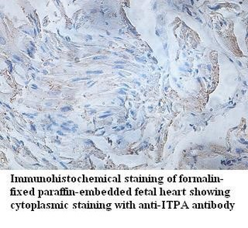 ITPA Rabbit Polyclonal Antibody
