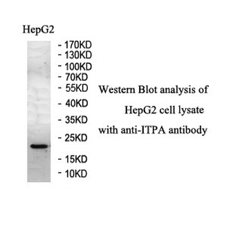 ITPA Rabbit Polyclonal Antibody