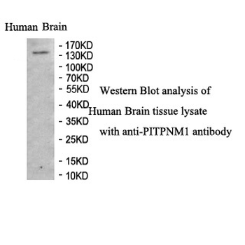 PITPNM1 Rabbit Polyclonal Antibody