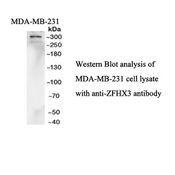 ZFHX3 Rabbit Polyclonal Antibody