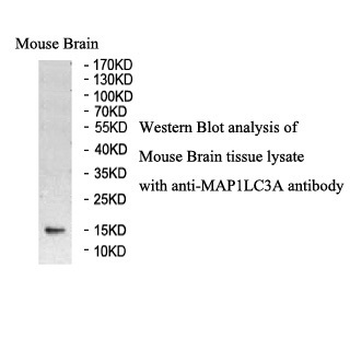MAP1LC3A Rabbit Polyclonal Antibody
