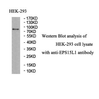 EPS15L1 Rabbit Polyclonal Antibody