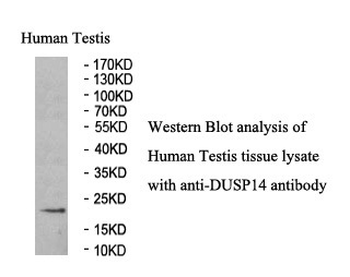DUSP14 Rabbit Polyclonal Antibody
