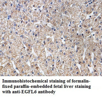 EGFL6 Rabbit Polyclonal Antibody