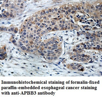 APBB3 Rabbit Polyclonal Antibody