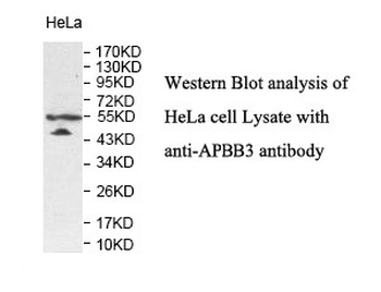 APBB3 Rabbit Polyclonal Antibody
