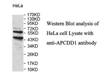 APCDD1 Rabbit Polyclonal Antibody