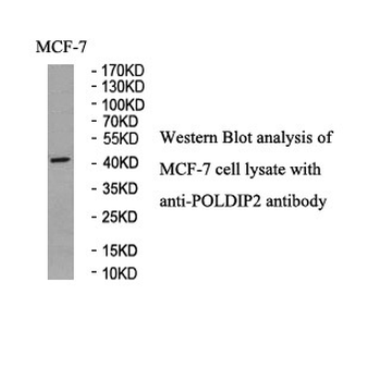 POLDIP2 Rabbit Polyclonal Antibody