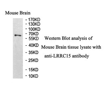 LRRC15 Rabbit Polyclonal Antibody