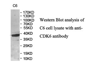 CDK6 Rabbit Polyclonal Antibody