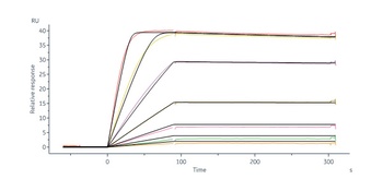 Human VEGF110 Protein, His Tag