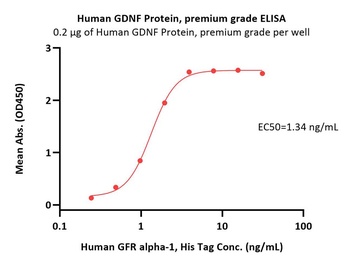 Human GDNF Protein