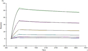 Human VEGF165 Protein, His Tag, low endotoxin (MALS verified)
